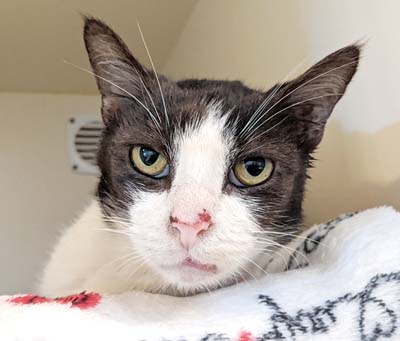 Pet of the Week